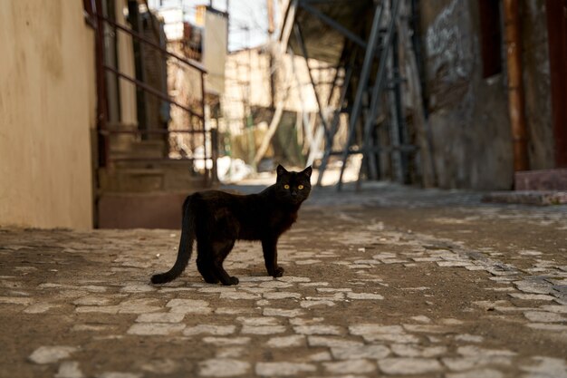 Un gatto nero randagio cammina nel vicolo.