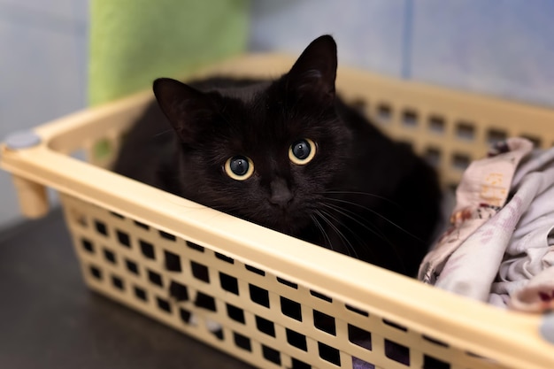 Un gatto nero seduto in un cestino di plastica giallo Guardando la fotocamera con grandi occhi gialli rotondi