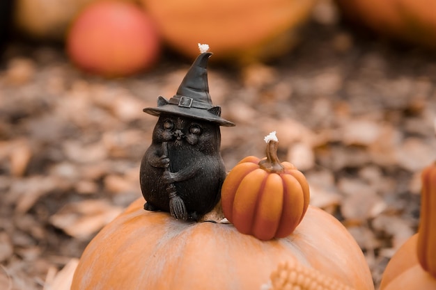 Un gatto nero si siede sopra una zucca.