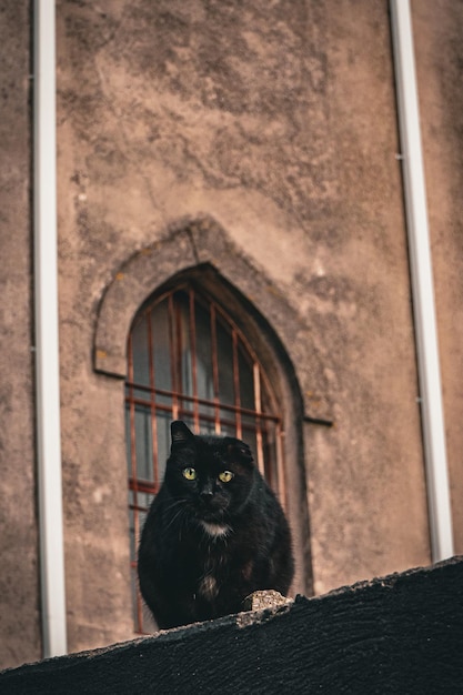 Un gatto nero si siede su una sporgenza davanti a una finestra.