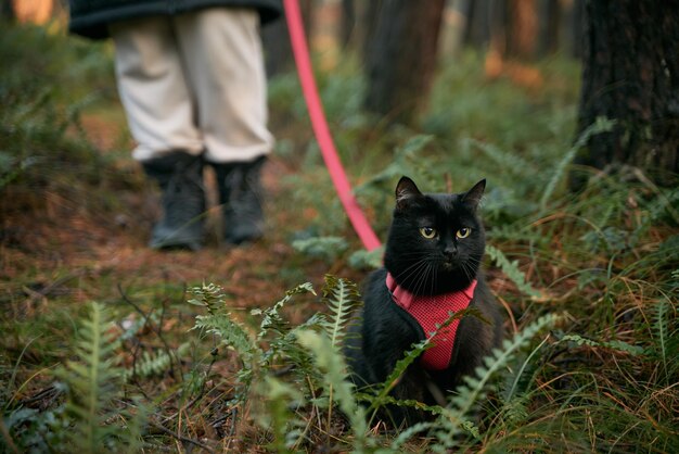 Un gatto nero sta camminando con un guinzaglio rosso nella foresta Gatto domestico durante la passeggiata all'aperto