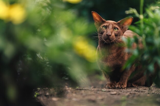 Un gatto orientale marrone si siede vicino a un'aiuola con vegetazione.