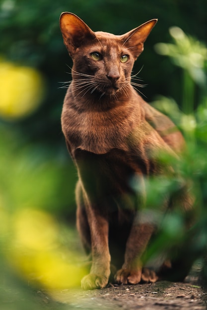 Un gatto orientale marrone si siede vicino a un'aiuola con vegetazione.