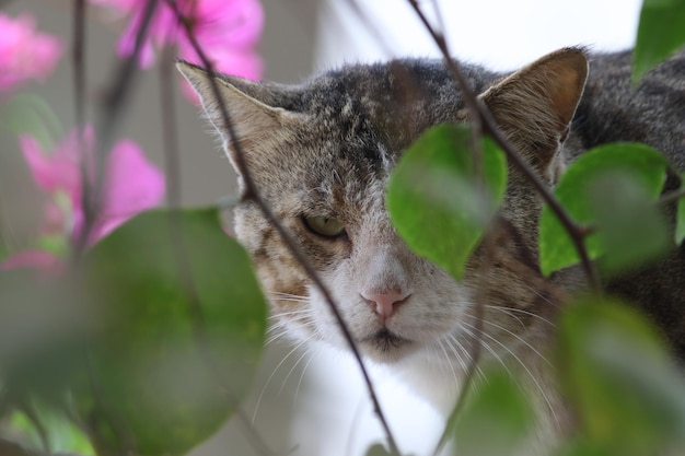 Un gatto osserva una pianta dai fiori rosa.