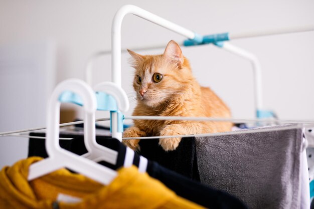 Un gatto peloso rosso giace su un'asciugatrice con vestiti puliti. Gattino che gioca, caccia, fissa intensamente.