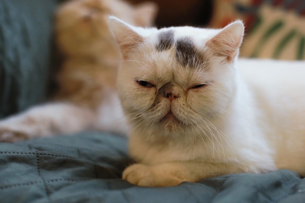 Un gatto persiano seduto mentre dorme su un divano con sfondo sfocato Questa è la razza di gatto esotico