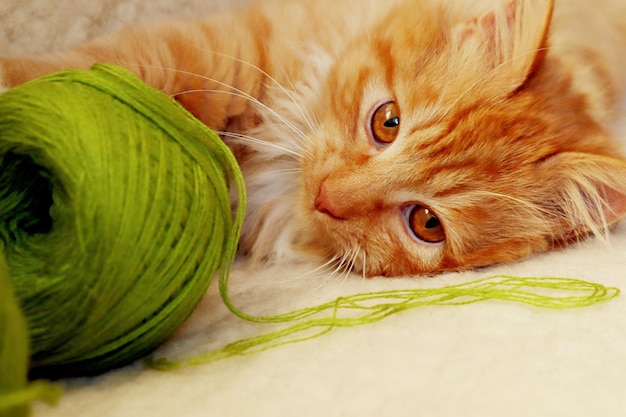 Un gatto rosso brillante gioca con una matassa di filato verde sdraiato su un divano bianco in primo piano