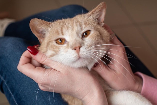 Un gatto rosso carino giace nelle mani della padrona di casa accarezzando un gatto con un lungo baffo vista superiore