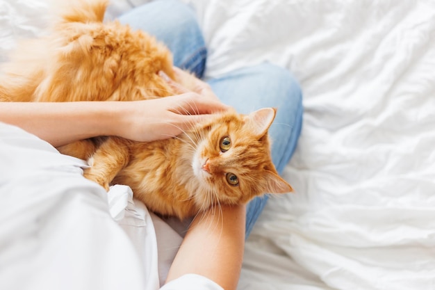 Un gatto rosso carino giace sulle mani di una donna un animale domestico soffice comodamente sistemato per dormire in una casa accogliente