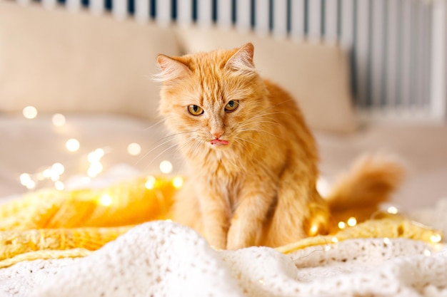 Un gatto rosso e soffice siede su una calda coperta a maglia gialla ed è decorato con una ghirlanda luminosa e luminosa