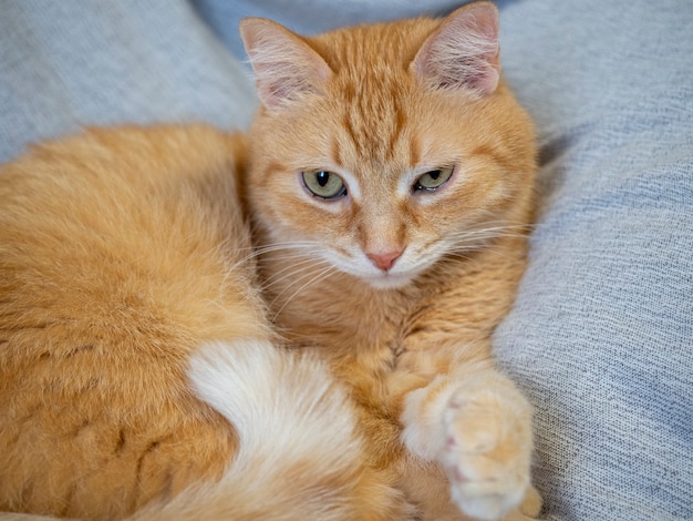 Un gatto rosso giace su una coperta grigia e guarda la telecamera. Animali domestici