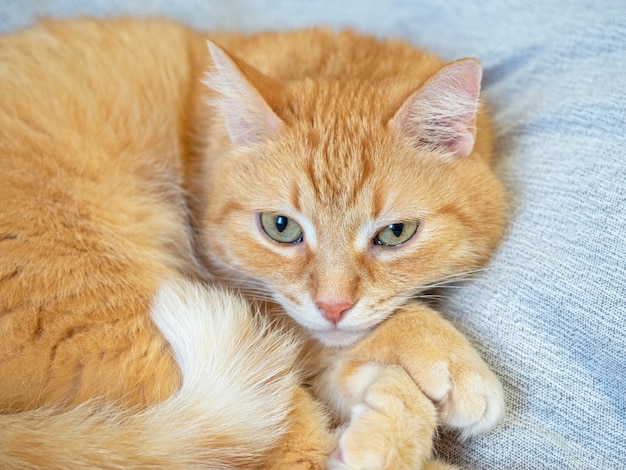 Un gatto rosso giace su una coperta grigia e guarda la telecamera. Animali domestici