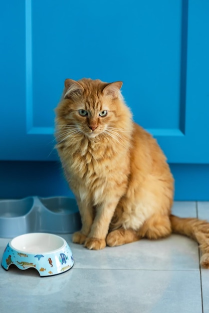 Un gatto rosso si siede vicino alle ciotole su uno sfondo blu