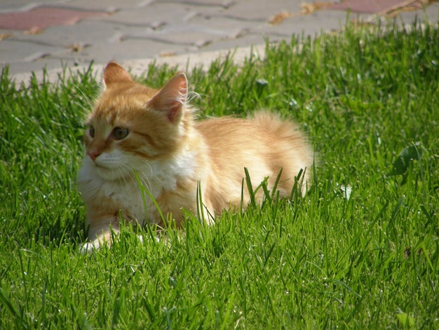 Un gatto rosso si trova su un prato verde pulito