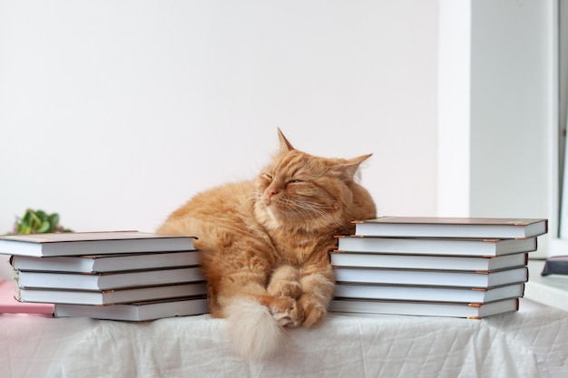 Un gatto rosso si trova tra due pile di libri, libri di testo. Andrò presto a scuola