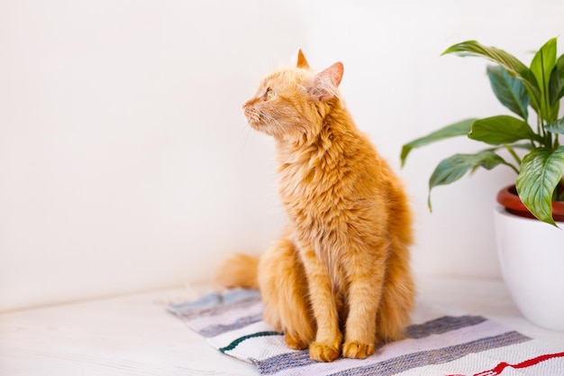 Un gatto rosso, soffice e bello giace su un davanzale bianco vicino a un vaso di fiori e sembra spaventato