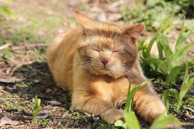 un gatto rosso sta dormendo all'aperto tra l'erba verde in una soleggiata giornata primaverile.