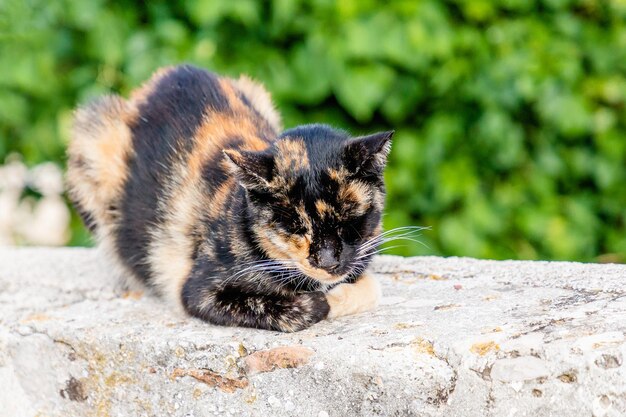 Un gatto rosso tartarugato sta dormendo su uno sfondo verde