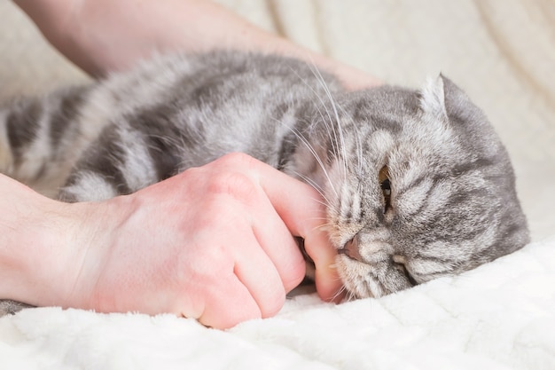 Un gatto Scottish Fold a strisce grigie morde la mano di un uomo