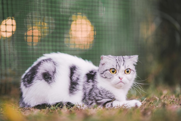 Un gatto Scottish Fold si siede sull'erba nel cortile