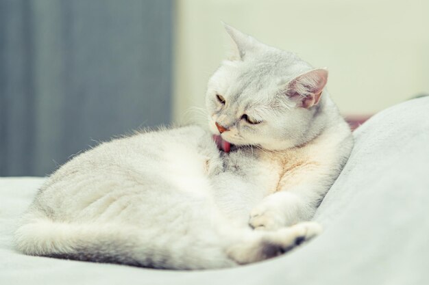 Un gatto scozzese carino si lecca sul letto.