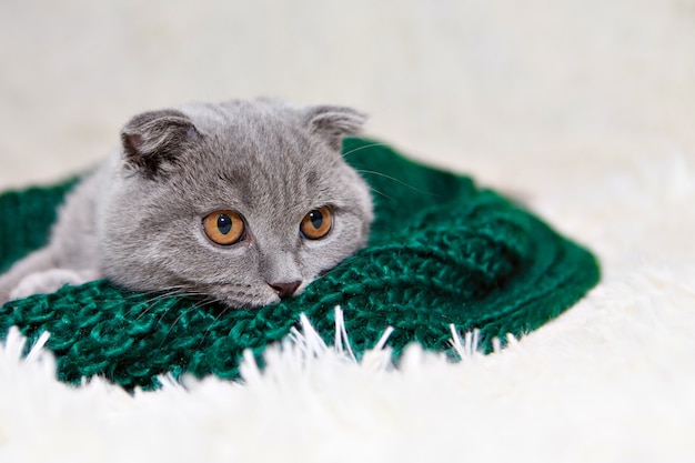 Un gatto scozzese dalle orecchie cadenti che si trova. Un animale su uno sfondo verde. divertimento per gli animali domestici