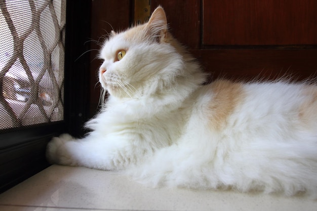 Un gatto sdraiato davanti alla porta e guardando fuori