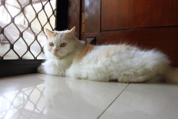 Un gatto sdraiato davanti alla porta e guardando la telecamera