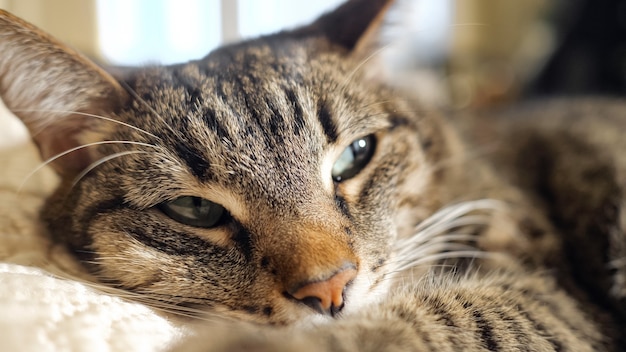 Un gatto sdraiato sul divano, da vicino. messa a fuoco selettiva