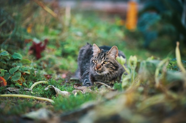 Un gatto sdraiato sull'erba davanti a un giardino.