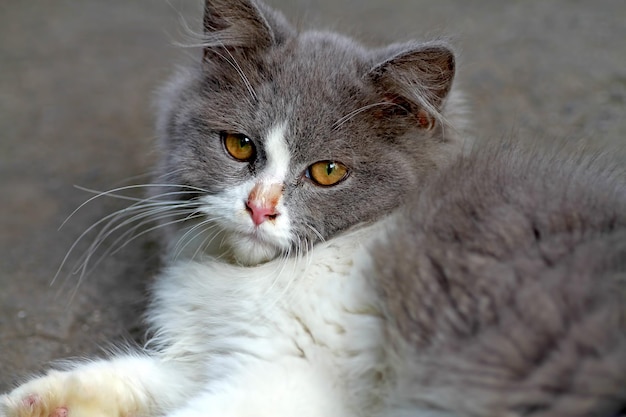 Un gatto seduto per terra