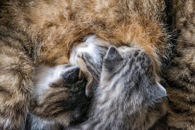 Un gatto selvatico nutre i gattini. Piccoli gattini di due settimane succhiano il latte.