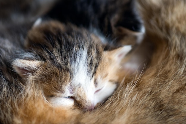 Un gatto selvatico nutre i gattini. Piccoli gattini di due settimane succhiano il latte.