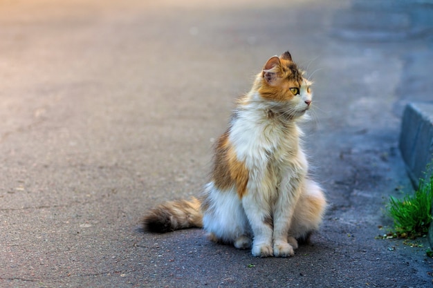 Un gatto senza casa è seduto sul marciapiede