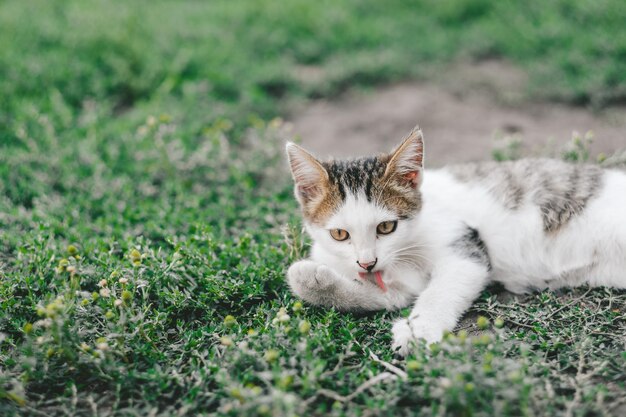 Un gatto senza casa giace sull'erba e lecca lo spazio della copia della zampa