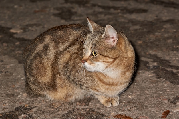 Un gatto senza casa si siede sulla strada e aspetta i dolci delle persone che passano.