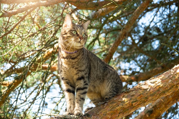 Un gatto si arrampica sui rami di un albero Un animale domestico durante una passeggiata all'aperto Protezione dalle zecche pulci