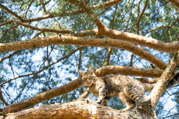 Un gatto si arrampica sui rami di un albero Un animale domestico durante una passeggiata all'aperto Protezione dalle zecche pulci