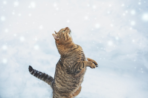 Un gatto si erge sulle zampe posteriori su una strada invernale innevata. Il gatto divertente gioca con la neve