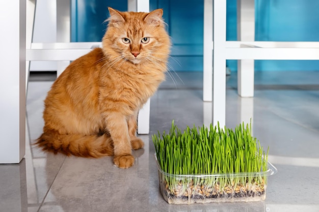 Un gatto si siede accanto a un contenitore di erba