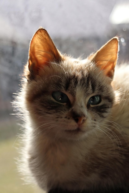 Un gatto si siede alla finestra di una casa in primavera.