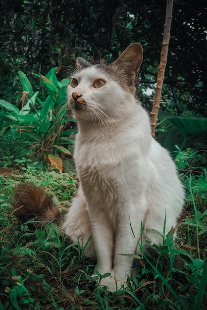 Un gatto si siede nell'erba nella giungla.