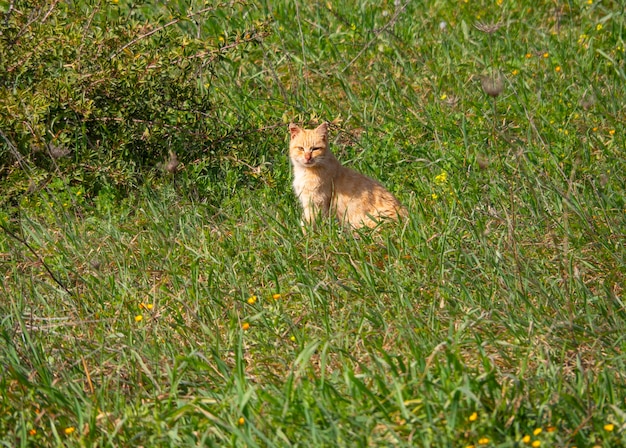 Un gatto si siede nell'erba verde in un villaggio in Grecia