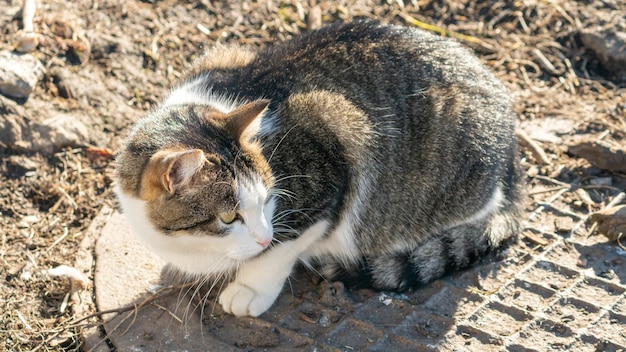 Un gatto si siede su un marciapiede davanti a un albero.