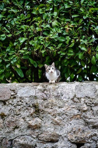 Un gatto si siede su un muro in Italia