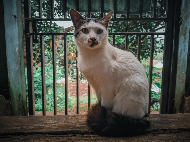 Un gatto si siede su una panchina di legno davanti a un giardino.