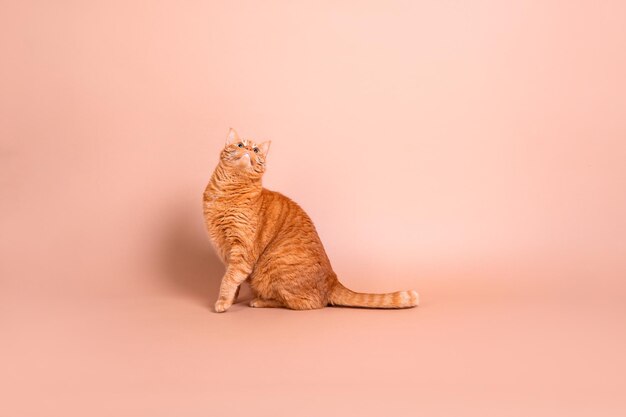 Un gatto si siede su uno sfondo rosa