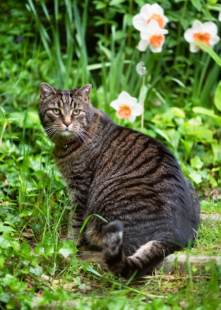 Un gatto si siede sull'erba davanti a un'aiuola