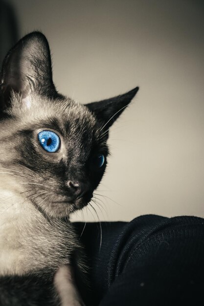 Un gatto siamese con gli occhi azzurri siede in una borsa nera.
