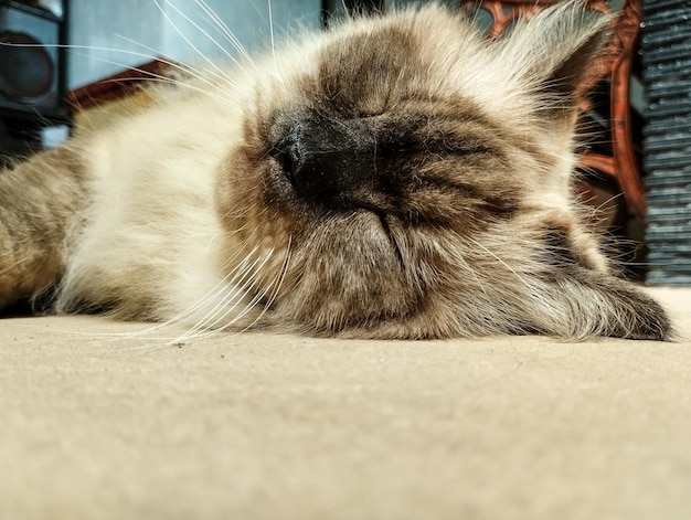 Un gatto siamese dorme sul pavimento con gli occhi chiusi.